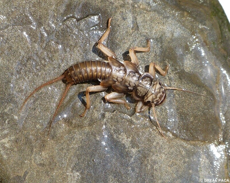 Photo de l'activité scolaire environnement : les gardiens de l'eau montrant un invertébré sur un rocher dans l'eau